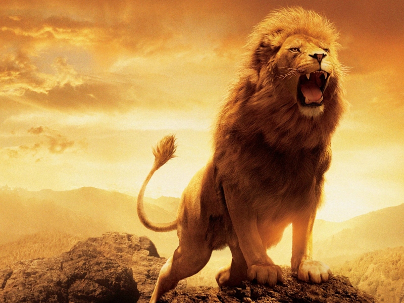 Impresa Cuor di Leone